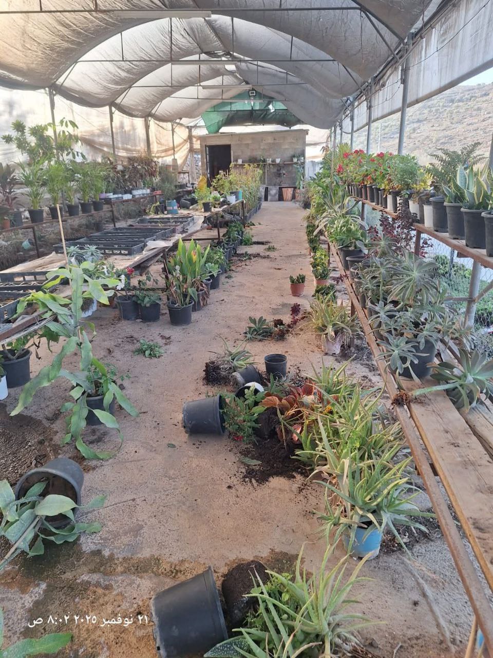 شهرک‌نشینان صهیونیست به گلخانه فلسطینی‌‌ها هم رحم نکردند 3