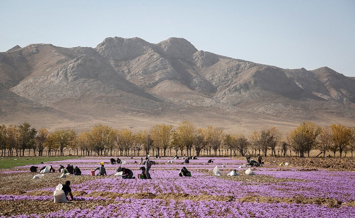 زعفران