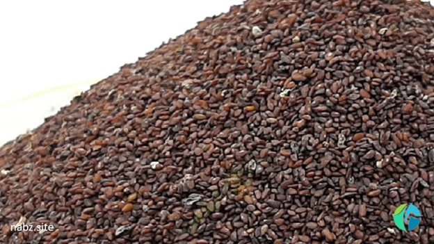 درباره معجزات خواص بارهنگ چه میدانید (2)