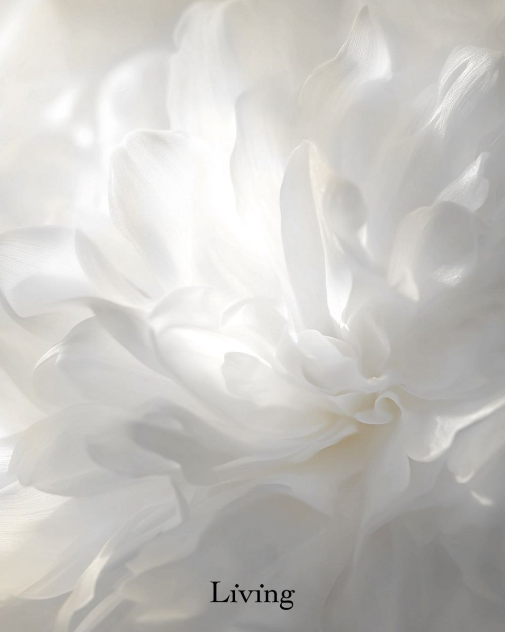 رنگ سال ۲۰۲۶ اعلام شد Cloud Dancer (3)