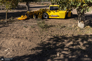 برداشت مکانیزه گردو در استان زنجان