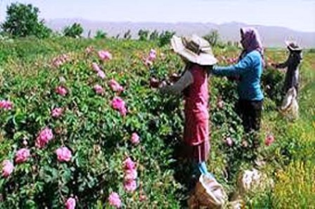 150 تن گل محمدی در خواف برداشت شد