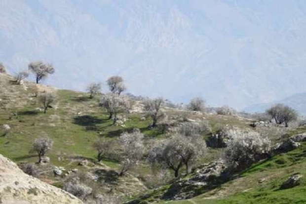 بادامستان های کهگیلویه در زمستان شکوفه دادند