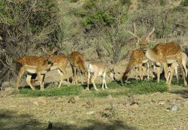 نخستین مرحله رهاسازی گوزن زرد در طبیعت ایران در خاتم یزد انجام می شود