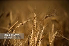 خرید بیش از 100 هزار تن گندم از گندم‎‌کاران لرستان
