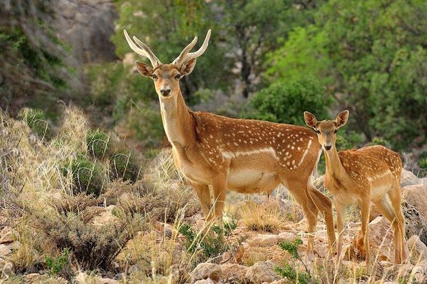 انتقال ۱۷ راس گوزن زرد از ایلام به خوزستان