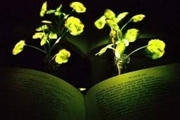 کشف روشی برای رشد گیاهان در تاریکی 