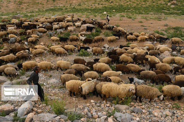 خراسان رضوی در پوشش بیمه‌ای دام، مقام نخست کشور را دارد