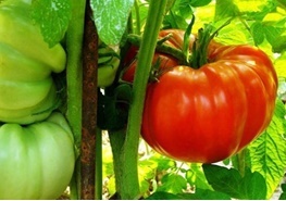 امسال بیش از ۱۶۰ هزار تن گوجه فرنگی در آذربایجان غربی تولید می‌شود