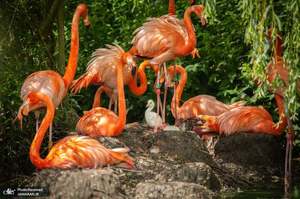 منتخب تصاویر امروز جهان- 24 تیر 1400