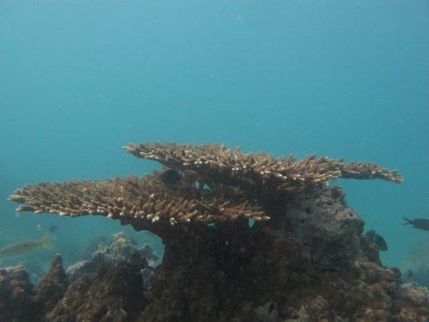 صخره‌های مرجانی «خلیج‌فارس» زخمی لنگر کشتی‌ها