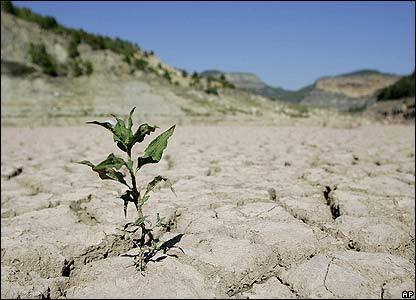 سایه سنگین خشکسالی بر تولید گندم گلستان