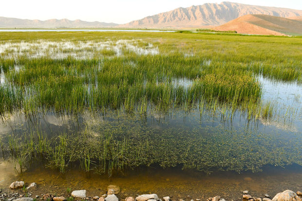 بیشه دالان یکی از مهمترین تالاب های کوهستانی کشور است