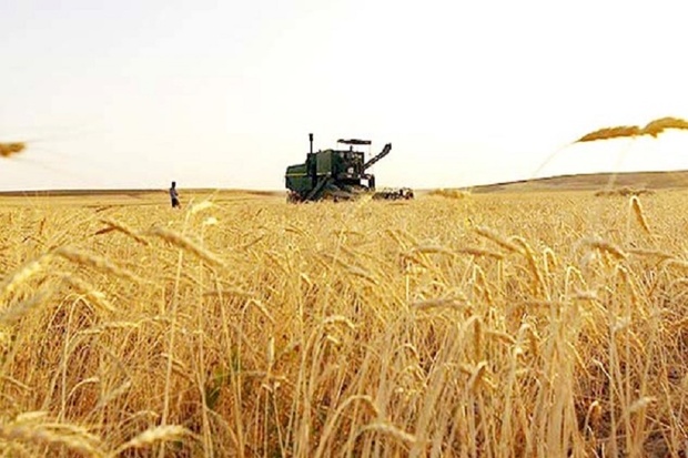 70 هزار تن گندم در گرمی مغان برداشت می شود
