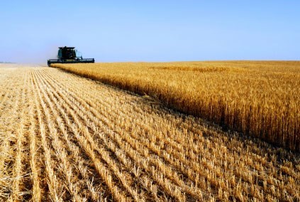 میزان تولید گندم امسال در استان سمنان 111 هزار تن پیش‌بینی شد