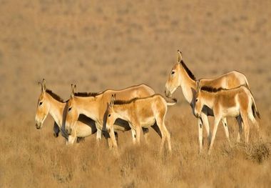 افزایش جمعیت گورخرهای ایرانی پارک ملی کویر