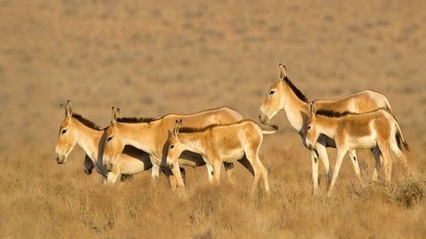 افزایش جمعیت گورخرهای ایرانی پارک ملی کویر