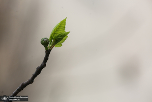 شکوفه های بهاری تهران