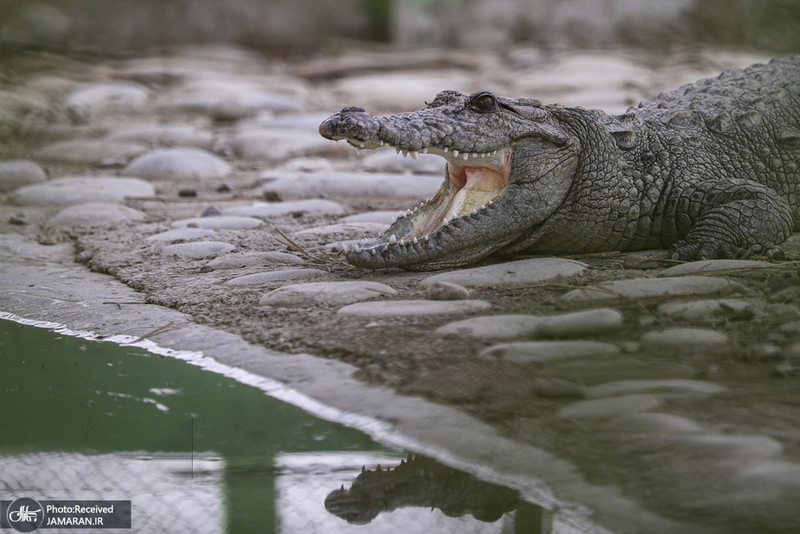 منتخب تصاویر امروز جهان- 4 اردیبهشت 1400