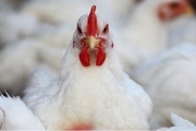 تست اعتیاد مرغ‌های کردستان مشخص شد