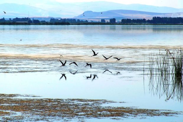 ۷۵ درصد از دریاچه تالاب میقان اراک آبگیری شد