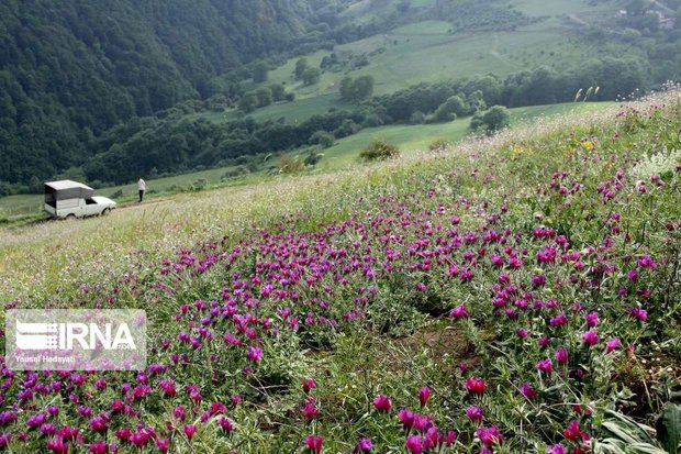 احداث مجتمع های تولیدی گیاهان دارویی در طالقان