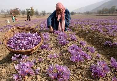 اختصاص 2 هکتار از اراضی کشاورزی شهرستان بانه به کشت زعفران