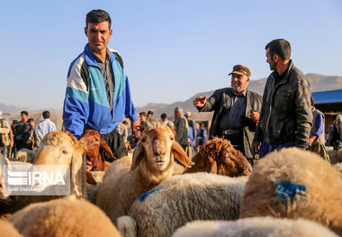 ایجاد ۹ جایگاه عرضه دام بهداشتی در دماوند و پردیس