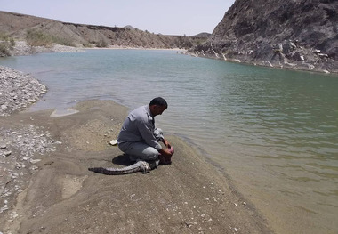 تمساح مردابی در قصرقند زنده گیری و در محیط امن رها سازی شد