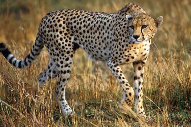 دامهای اهلی از زیستگاه یوز آسیایی در سمنان خارج شدند