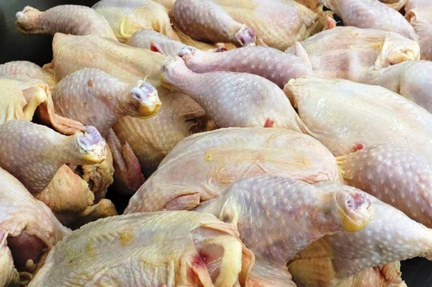 توزیع 4 تن گوشت مرغ در مهاباد آغاز شد