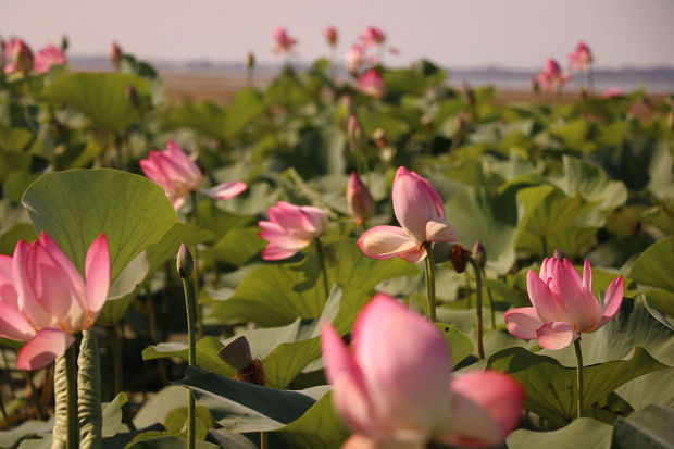 پنجمین جشنواره گلدهی لاله‌های تالابی بندرانزلی آغاز به کار کرد