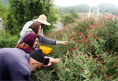 تولید گیاهان دارویی، گنج پنهان در بخش کجور