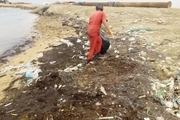 خط ساحلی مجتمع بندری نگین پاک‌سازی شد