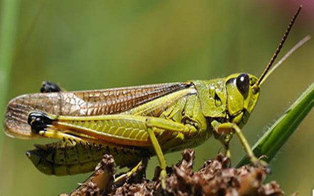 با رفتن پروانه‌های رنگین بانو تهران میزبان ملخ‌‌ها می‌شود؟