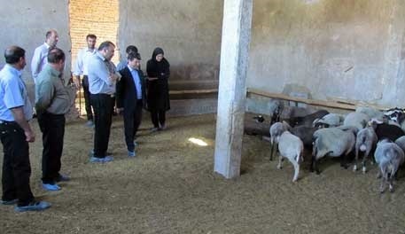 پرورش نژاد خالص گوسفند رومانف در آذرشهر