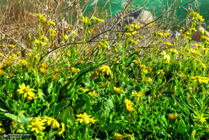 طبیعت بکر و بی‌نظیر نودشه