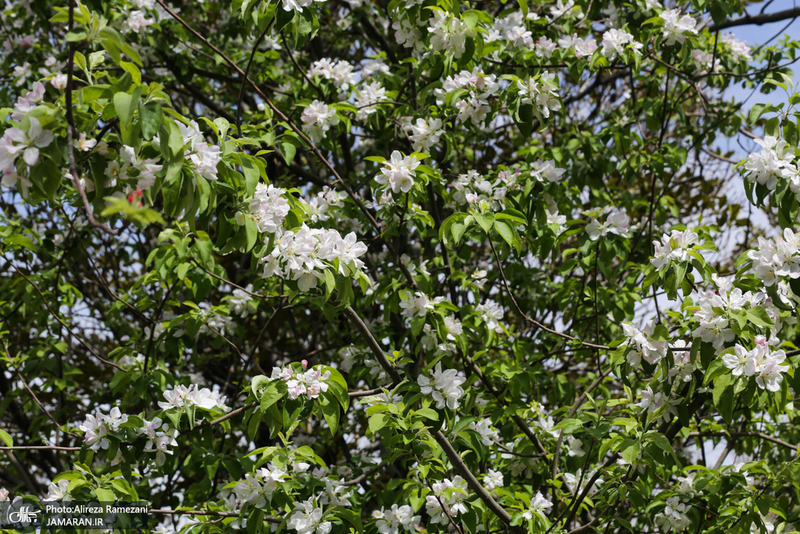 شکوفه های بهاری تهران