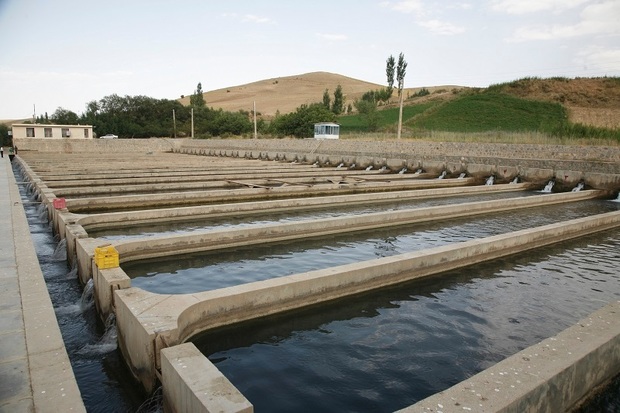 پرورش دهندگان ماهی در کردستان 21 میلیارد ریال تسهیلات دریافت کردند