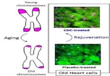  قلب موش‌های پیر با تزریق سلول‌های بنیادی جوان می شود


