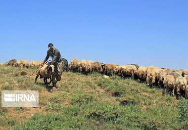 ممنوعیت چرای دام‌ در مراتع بروجرد