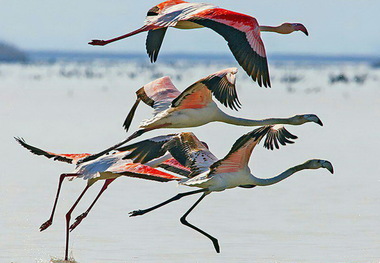 تغییر اقلیم پرندگان زمستان گذران مازندران را 25 درصد کم کرد