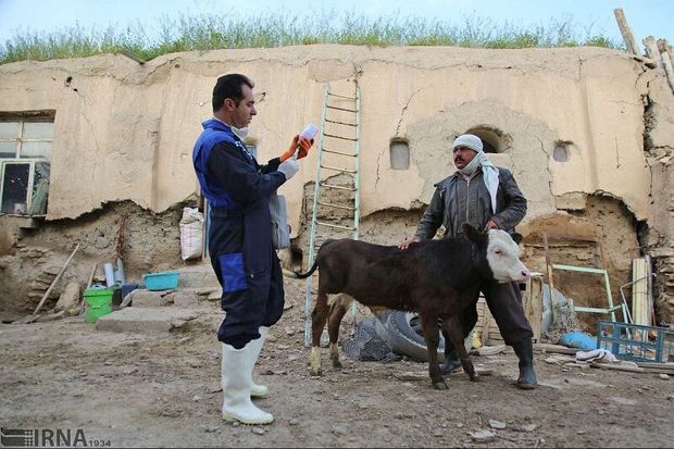 ۲۷ هزار راس دام در آبیک تحت آزمایش تب مالت قرار گرفتند