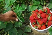 سهم کردستان در تولید توت‌فرنگی ۴۵ هزار تن است  کشت توت‌فرنگی به روش هیدروپونیک در  استان