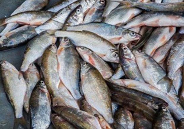 محموله گوشت غیر بهداشتی ماهی در سبزوار معدوم شد