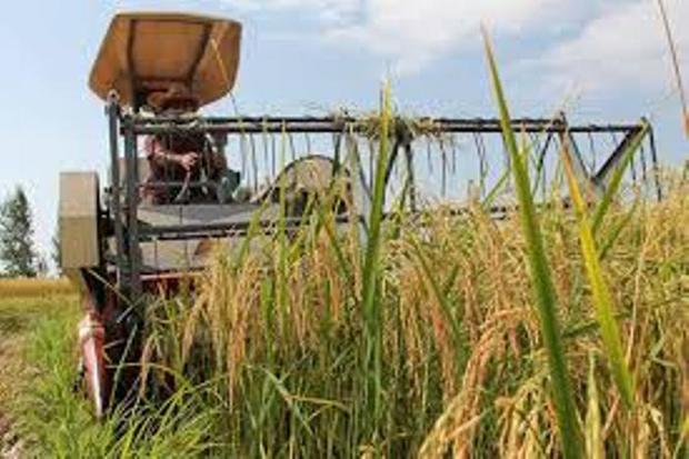 برداشت مکانیزه برنج از شالیزارهای لاهیجان آغاز شد
