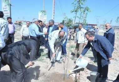 کاشت 2 هزار اصله نهال در منطقه کجوار تبریز توسط پالایشگاه نفت