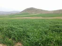 حمایت از تولید یا ممانعت از تولید  حمایت‌های مقطعی کارساز نیست