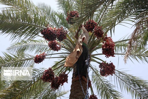 هفت هزار تن خرما در مهرستان برداشت شد