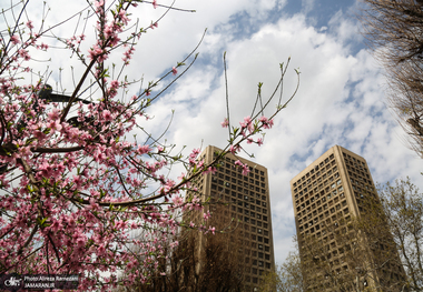 شکوفه‌های بهاری تهران